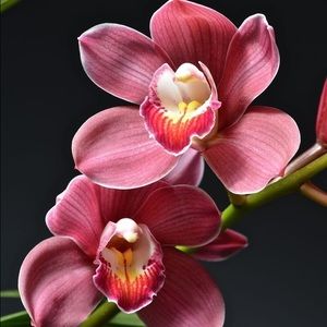 Meet your Posher, Ivette