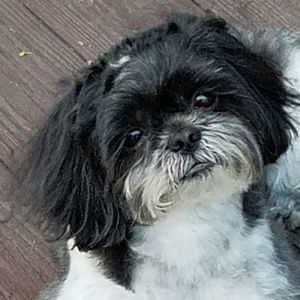 Meet your Posher, Elba