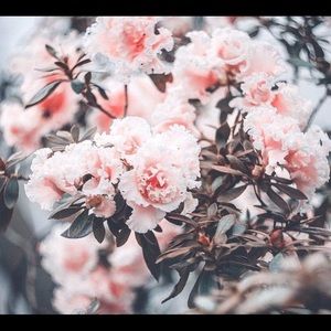 Meet your Posher, Darcy