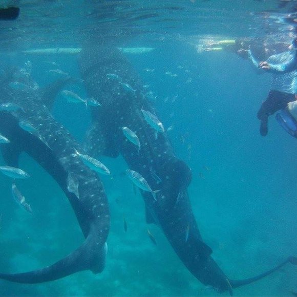 Meet your Posher, Riley - Picture 1 of 1