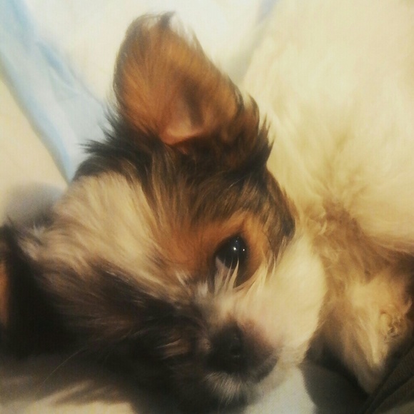 Meet your Posher, Kawauna - Picture 1 of 1