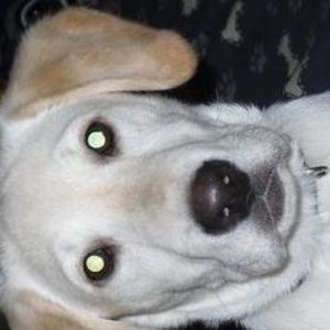 Meet your Posher, Bowser