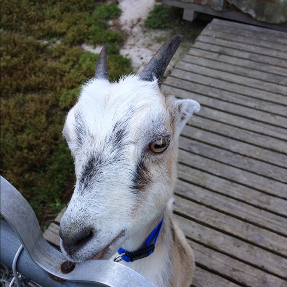 Meet your Posher, Tiffany - Picture 1 of 1