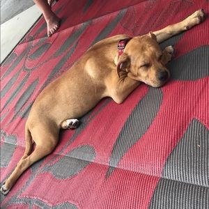 Meet your Posher, Leila