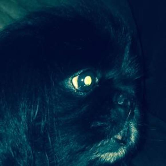 Meet your Posher, Damion - Picture 1 of 1