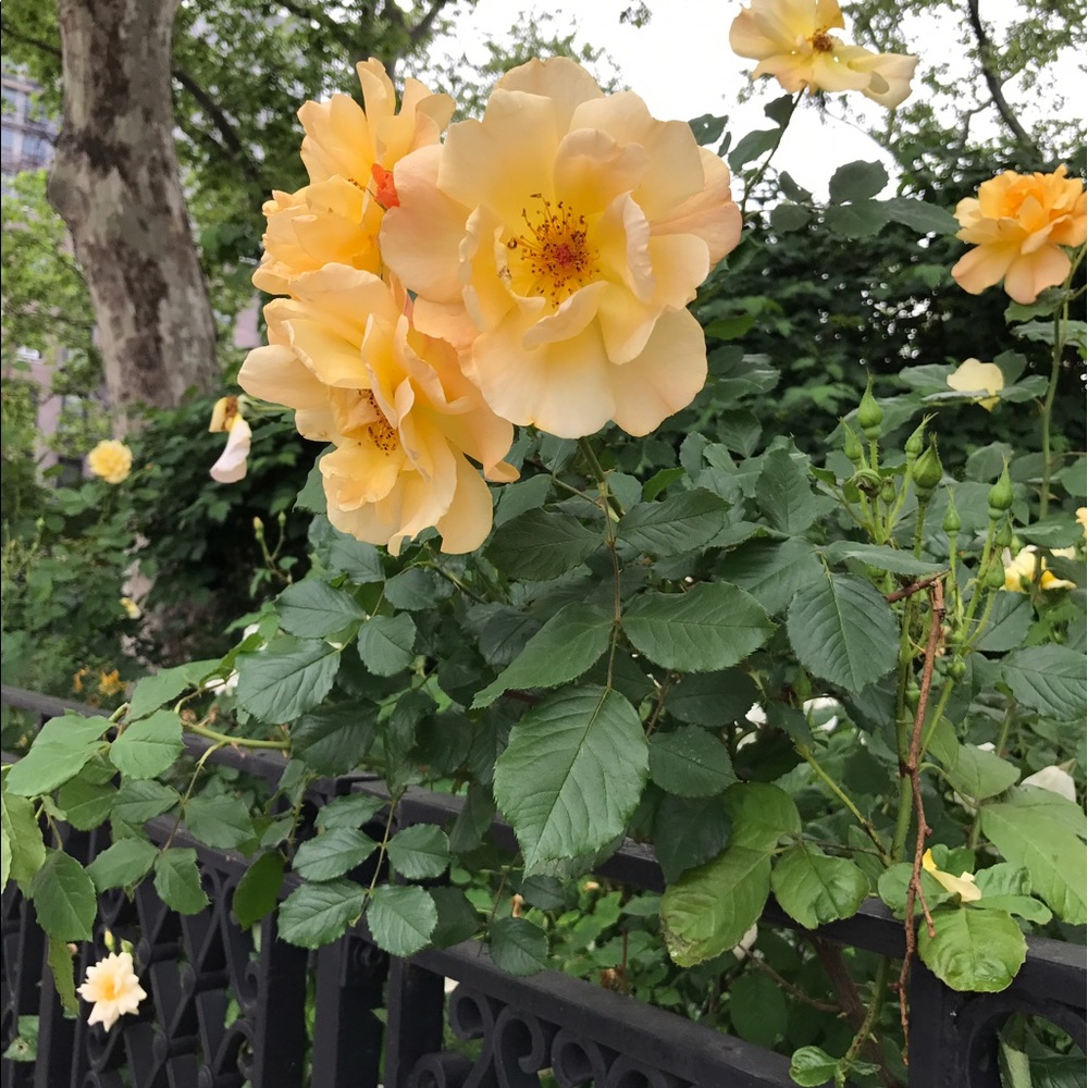 Meet your Posher, Nancy