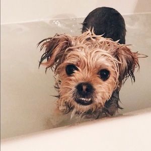 Meet your Posher, Victoria