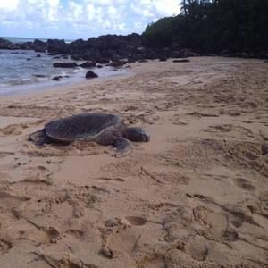 Meet your Posher, Sherriann