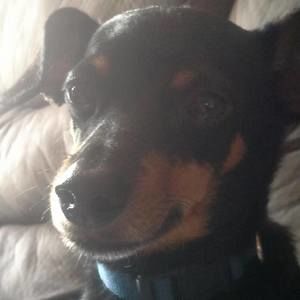 Meet your Posher, Clara