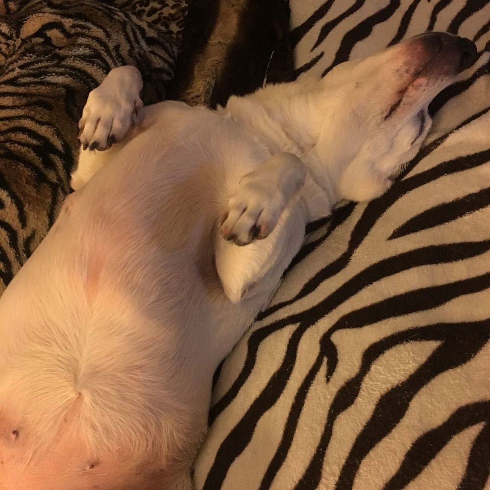 Meet your Posher, D nia