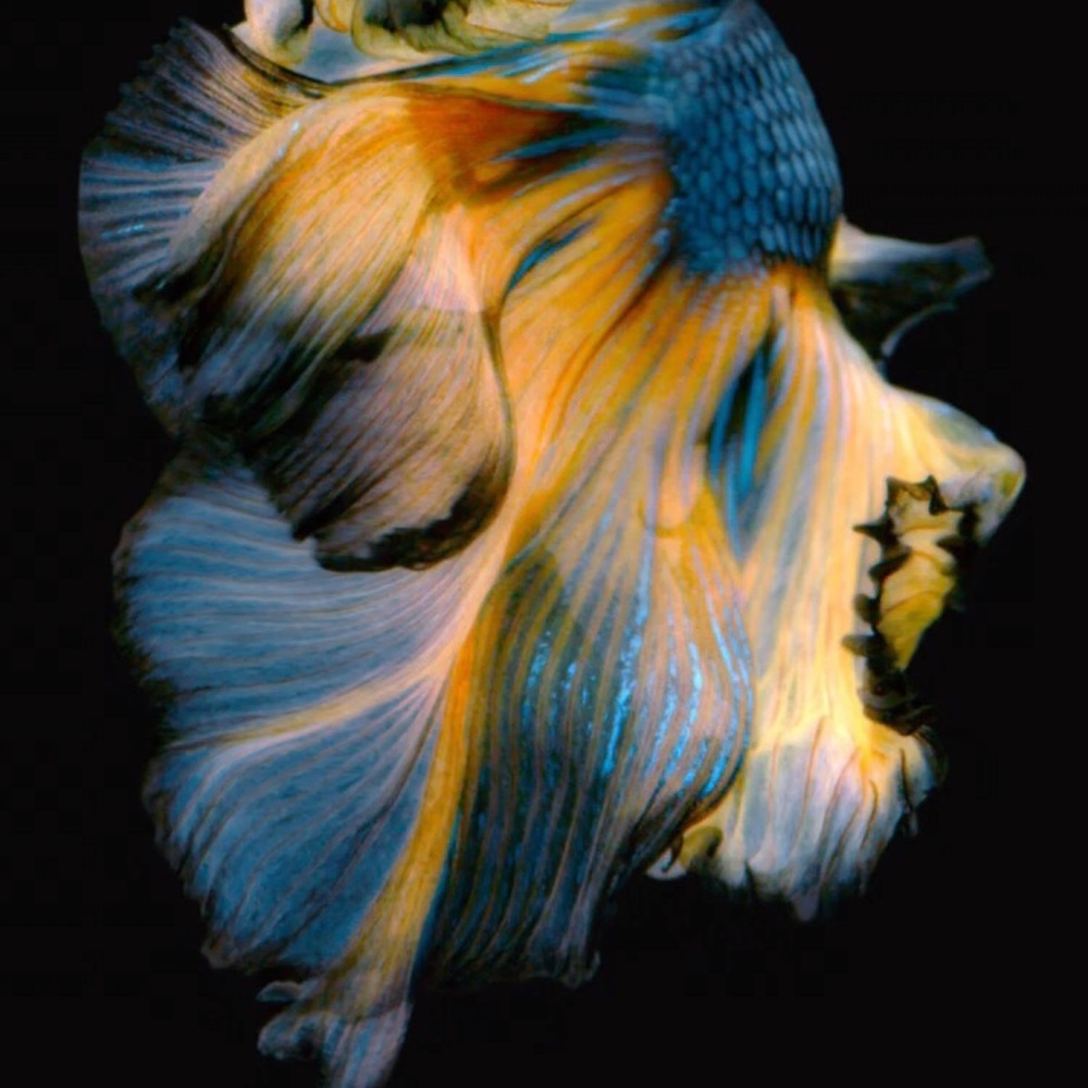 Meet your Posher, Khamarni