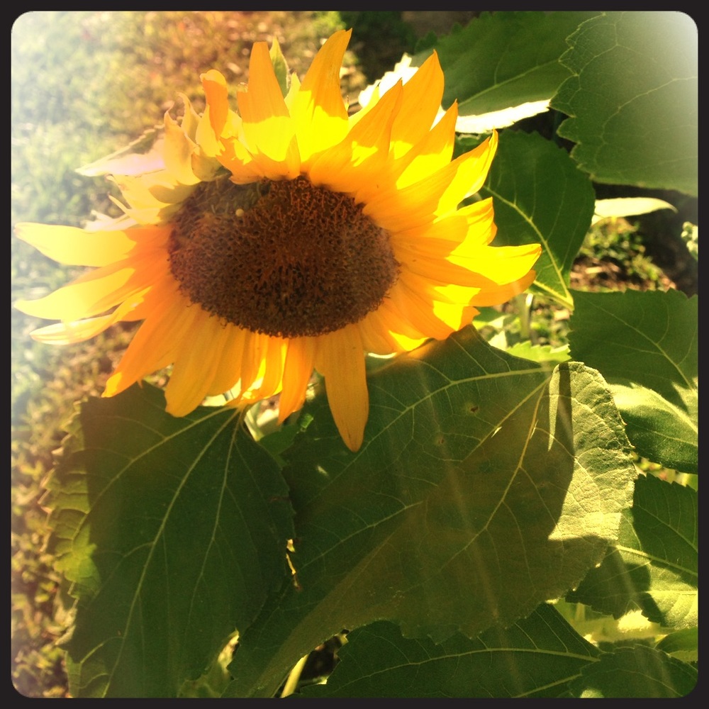 Sunny Daze ☀️Best Finds!