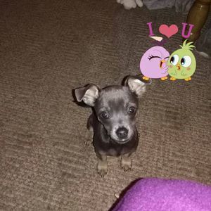 Meet your Posher, Donna