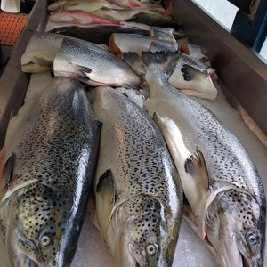 Meet your Posher, Pat