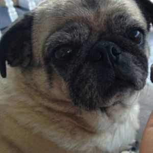 Meet your Posher, Dorothy