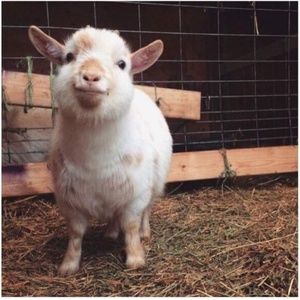 Meet your Posher, Daisy