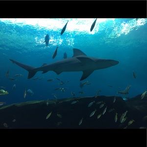 Meet your Posher, Jason