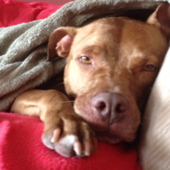 Meet your Posher, Roxy - Picture 1 of 1