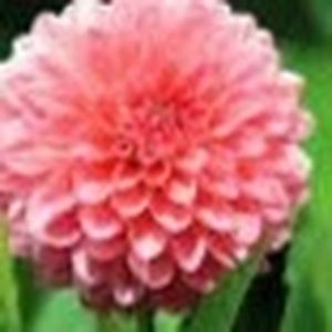 Meet your Posher, Betsy