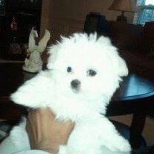 Meet your Posher, Edna