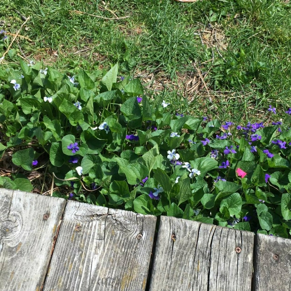 Meet your Posher, Alison