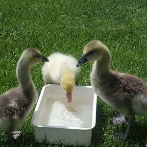 Meet your Posher, Melisa