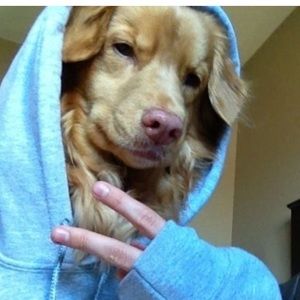 Meet your Posher, Averey