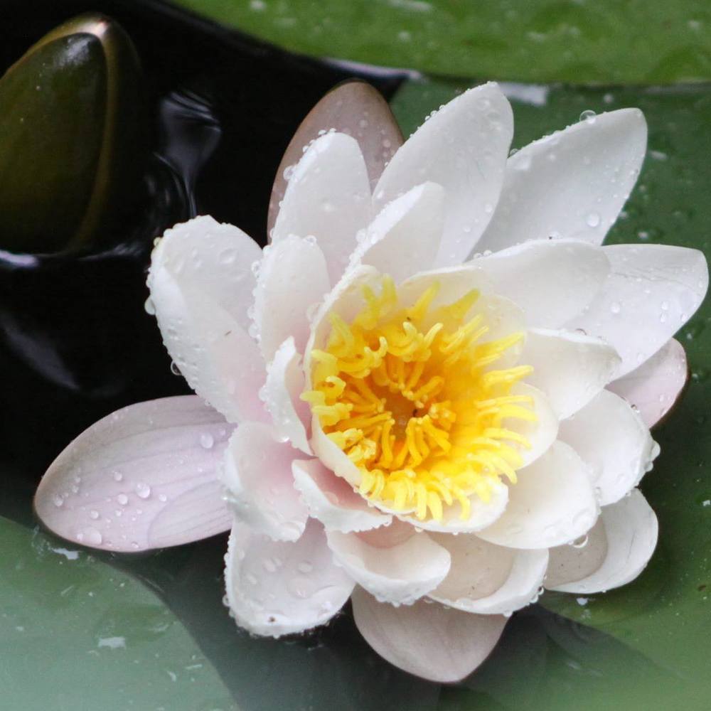 Meet your Posher, Wendy