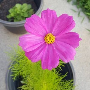 Meet your Posher, Riley