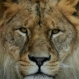 Meet your Posher, Ira