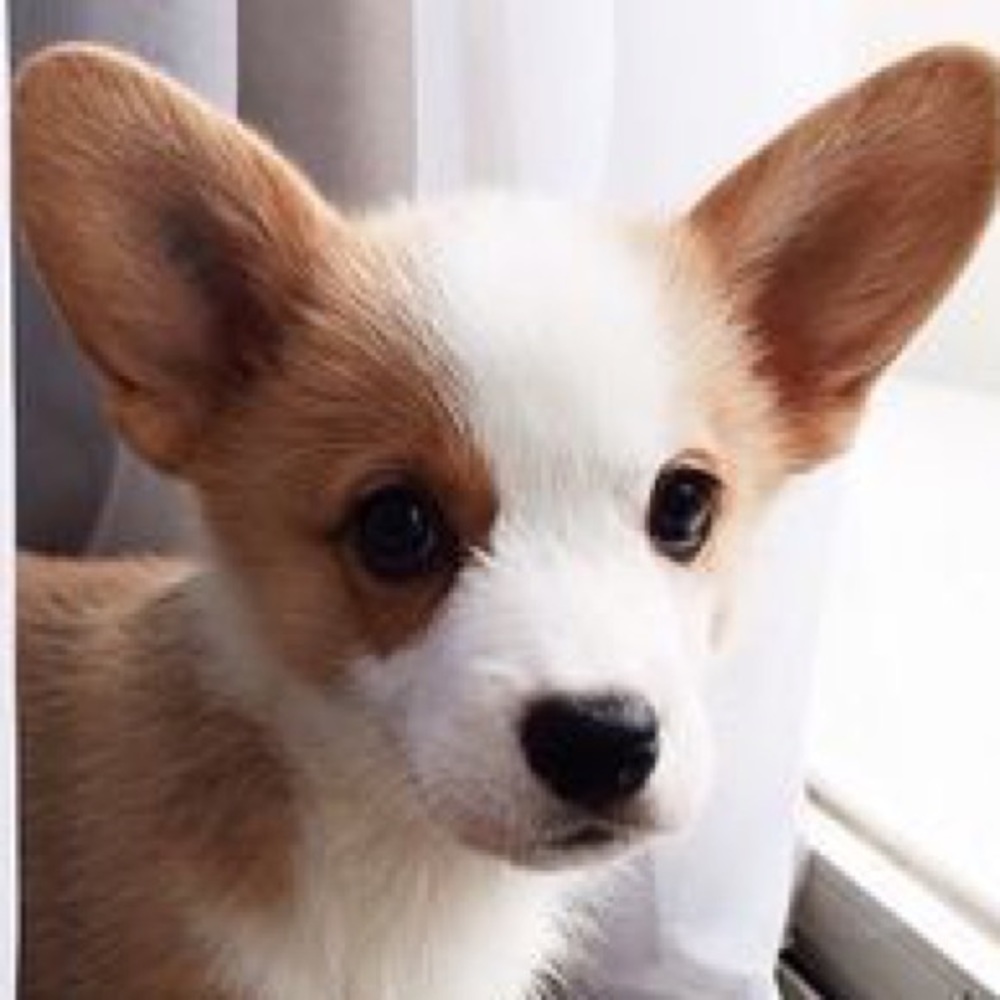 Meet your Posher, Ella