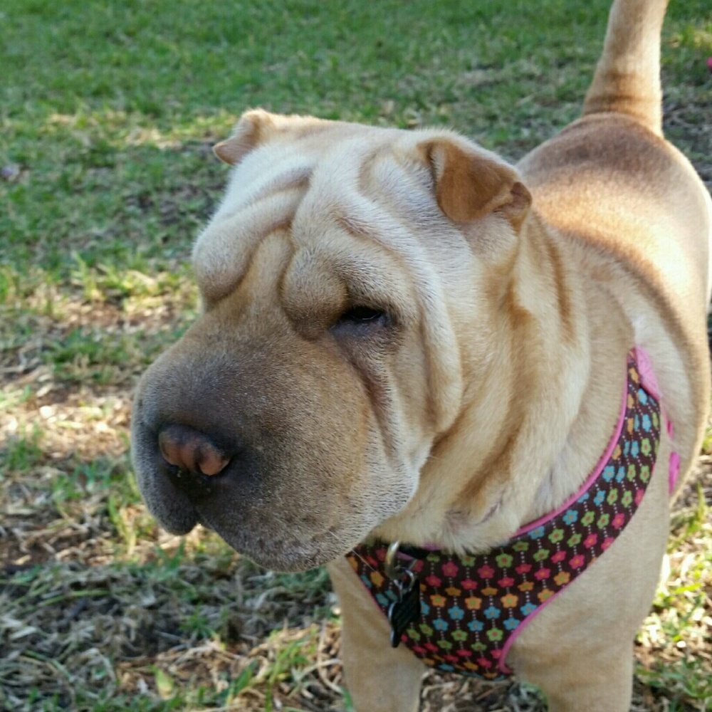 Meet your Posher, Karon