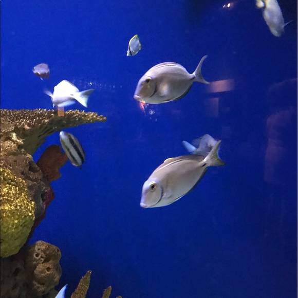 Meet your Posher, Monique - Picture 1 of 1