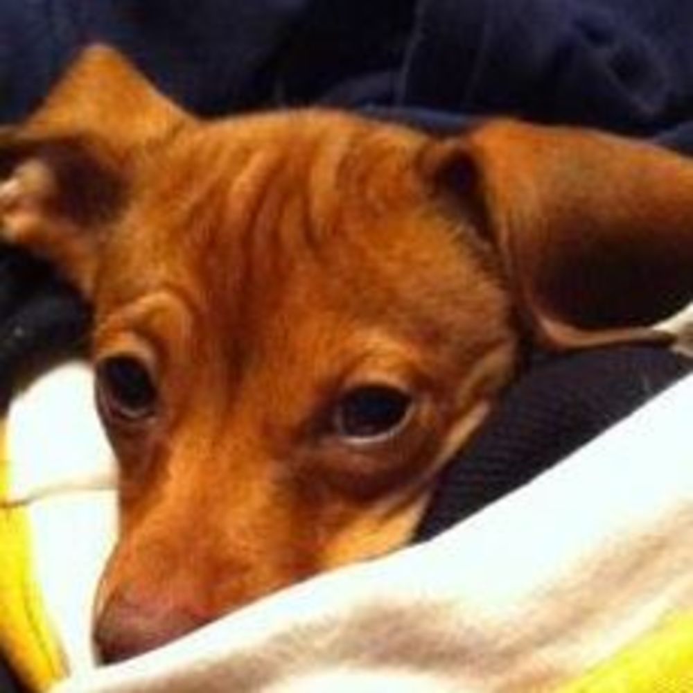 Meet your Posher, Diane