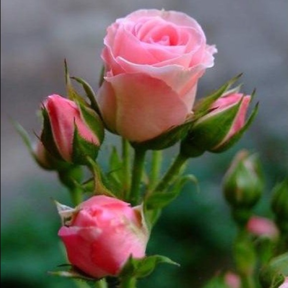 Meet your Posher, Patty