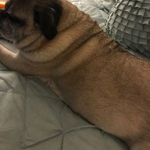 Meet your Posher, Polli