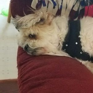 Meet your Posher, Alex