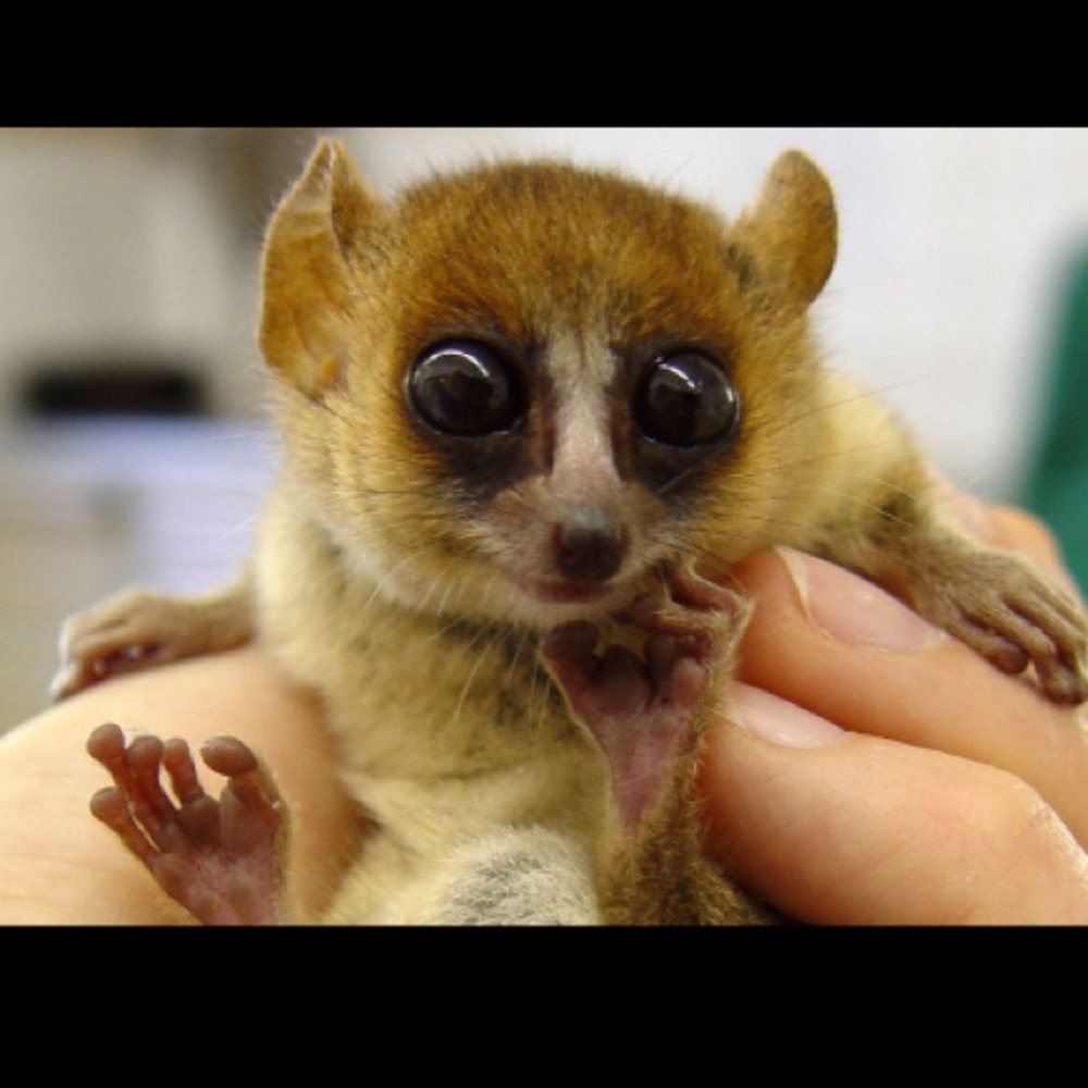 Meet your Posher, Hunter