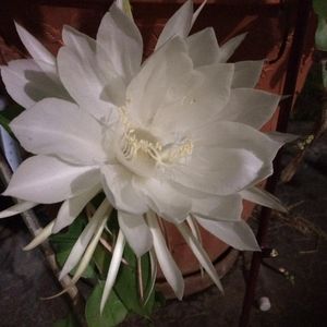 Meet your Posher, Yen vo