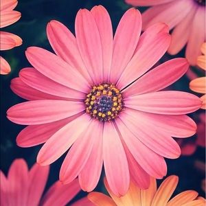 Meet your Posher, Sue