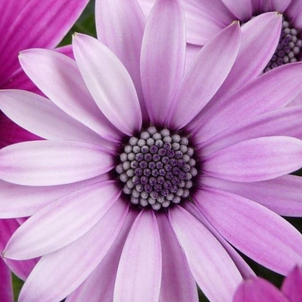 Meet your Posher, Betty jo