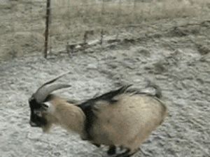 Meet your Posher, Jesse