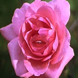 Meet your Posher, Allegra