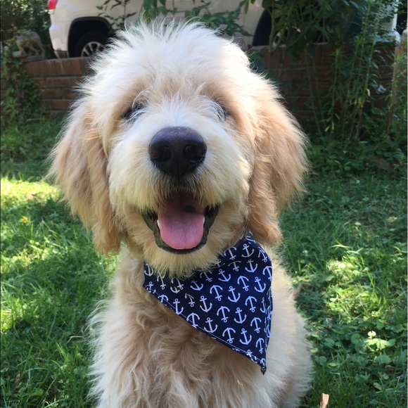 Meet your Posher, Devin - Picture 2 of 4