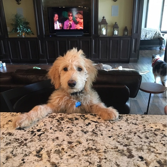 Meet your Posher, Devin - Picture 4 of 4