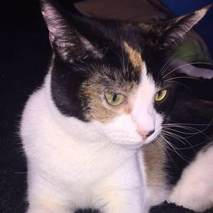 Meet your Posher, Reagan