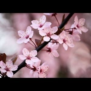 Meet your Posher, Lin