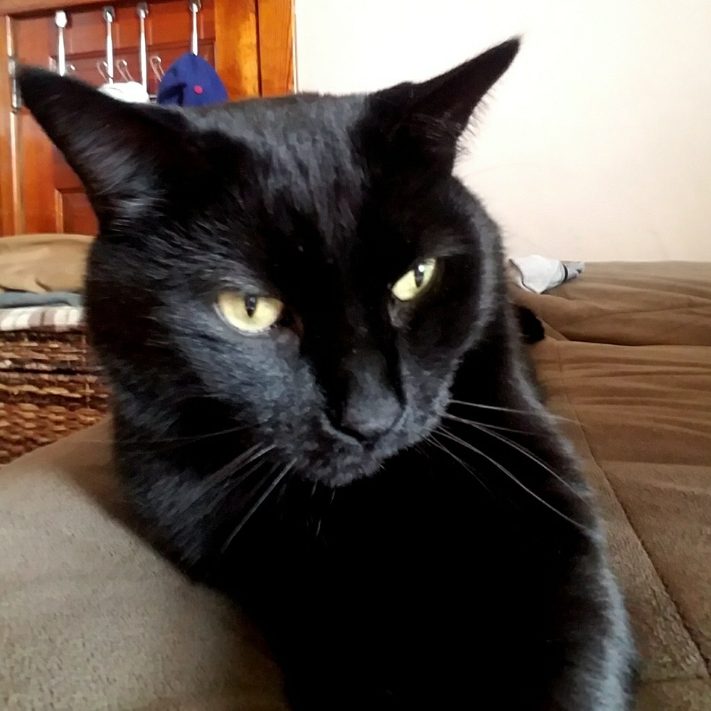 Meet your Posher, Cody