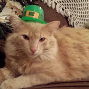 Meet your Posher, Jo