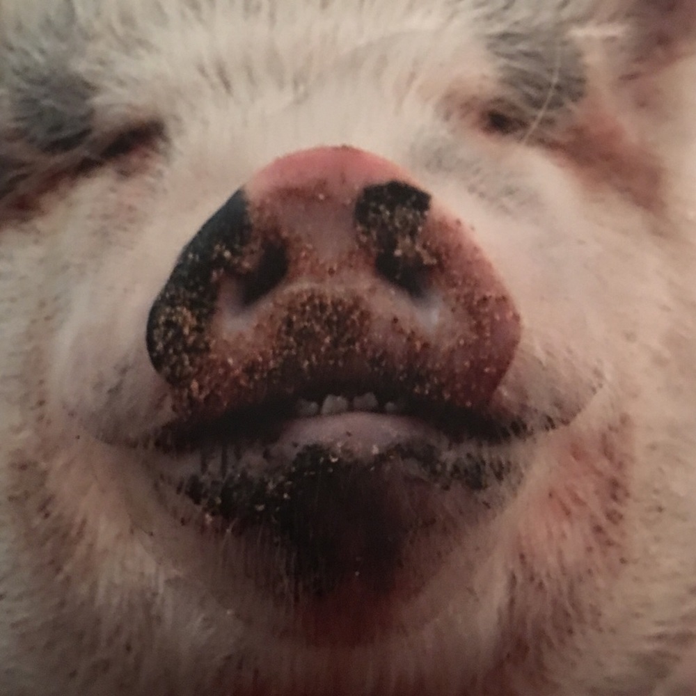 I kissed a pig and I liked it!! 😂😂❤️❤️